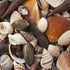 small beige tan shell mix